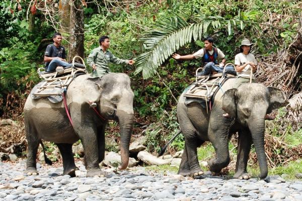 orang-utan--elephants-5-days